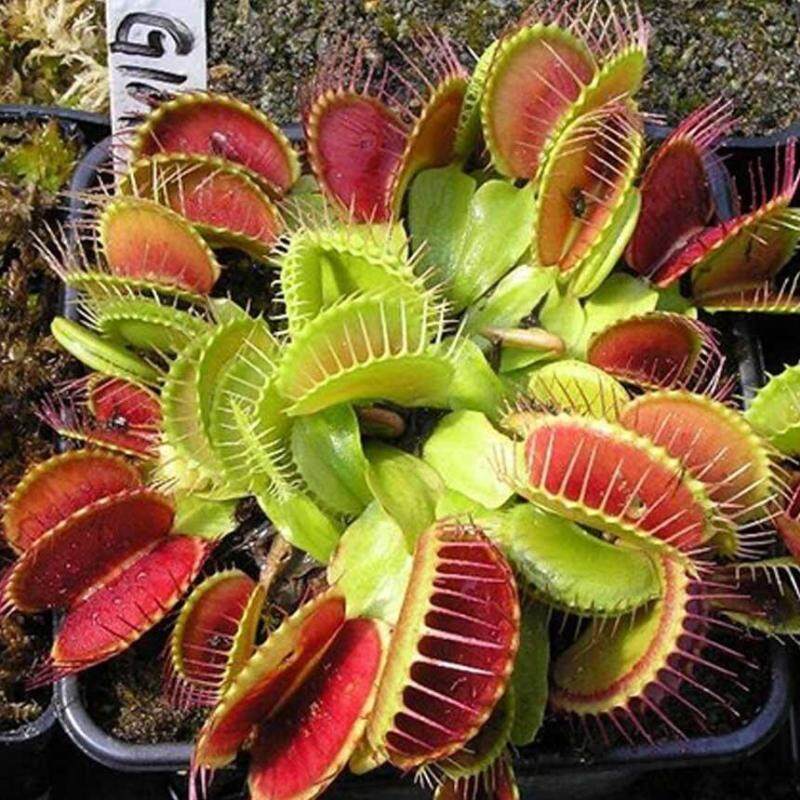 50pcs Funny Plant Venus Flytrap Seeds- Fly Trap - (Dionaea Muscipula) Carnivorous Plants Funny Balcony Garden Plants