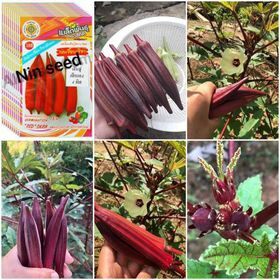 HẠT GIỐNG ĐẬU BẮP ĐỎ F1- DỄ TRỒNG THU HOẠCH SAU MỘT THÁNG