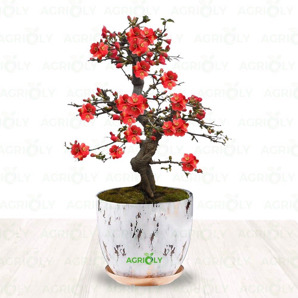 Hạt giống hoa mai lùn đỏ 5 hạt