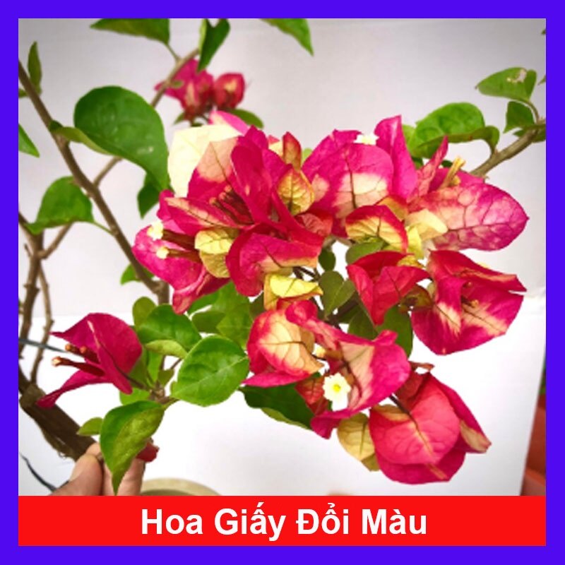 Cây hoa giấy đổi màu Ấn Độ - cây cảnh để bàn