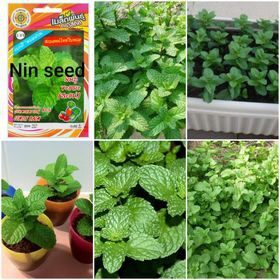 200 hạt giống húng lũi