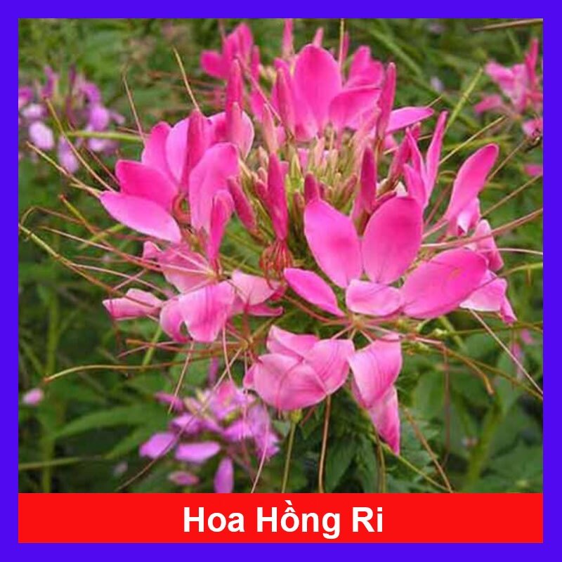Cây hoa hồng ri - cây hoa túy điệp