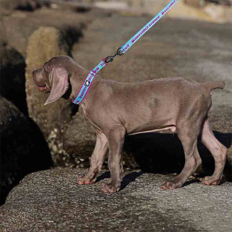 TRUELOVE Training Dog Slip Collar Easy Control Pet Choke Collar with