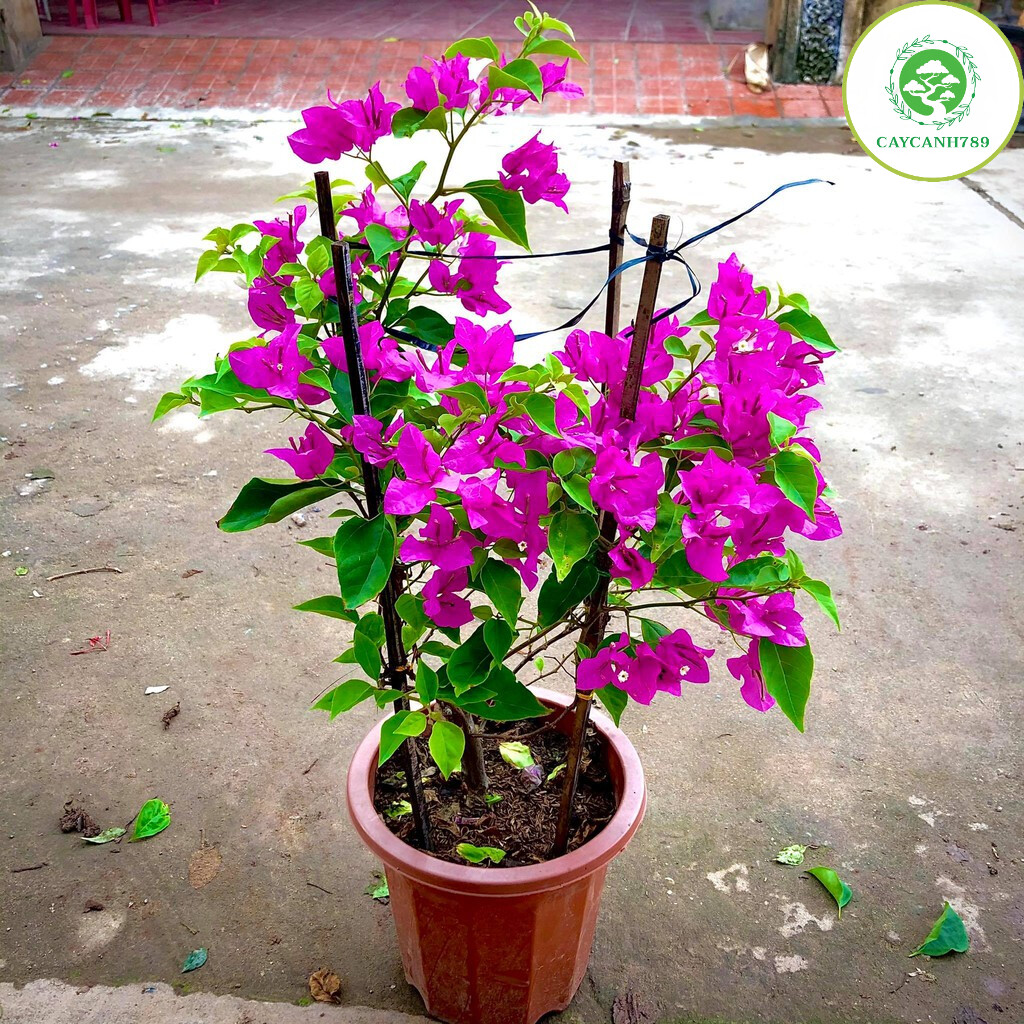 Cây hoa giấy hồng đang hoa cao 50-70cm