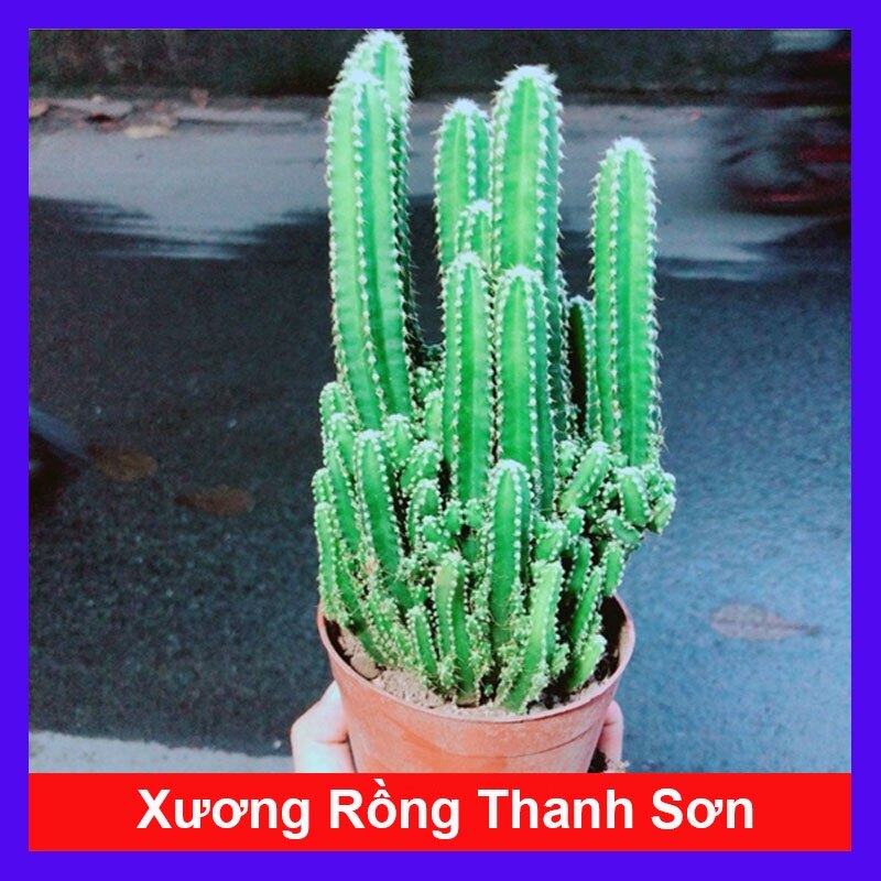 Xương Rồng Thanh Sơn - cây cảnh mini