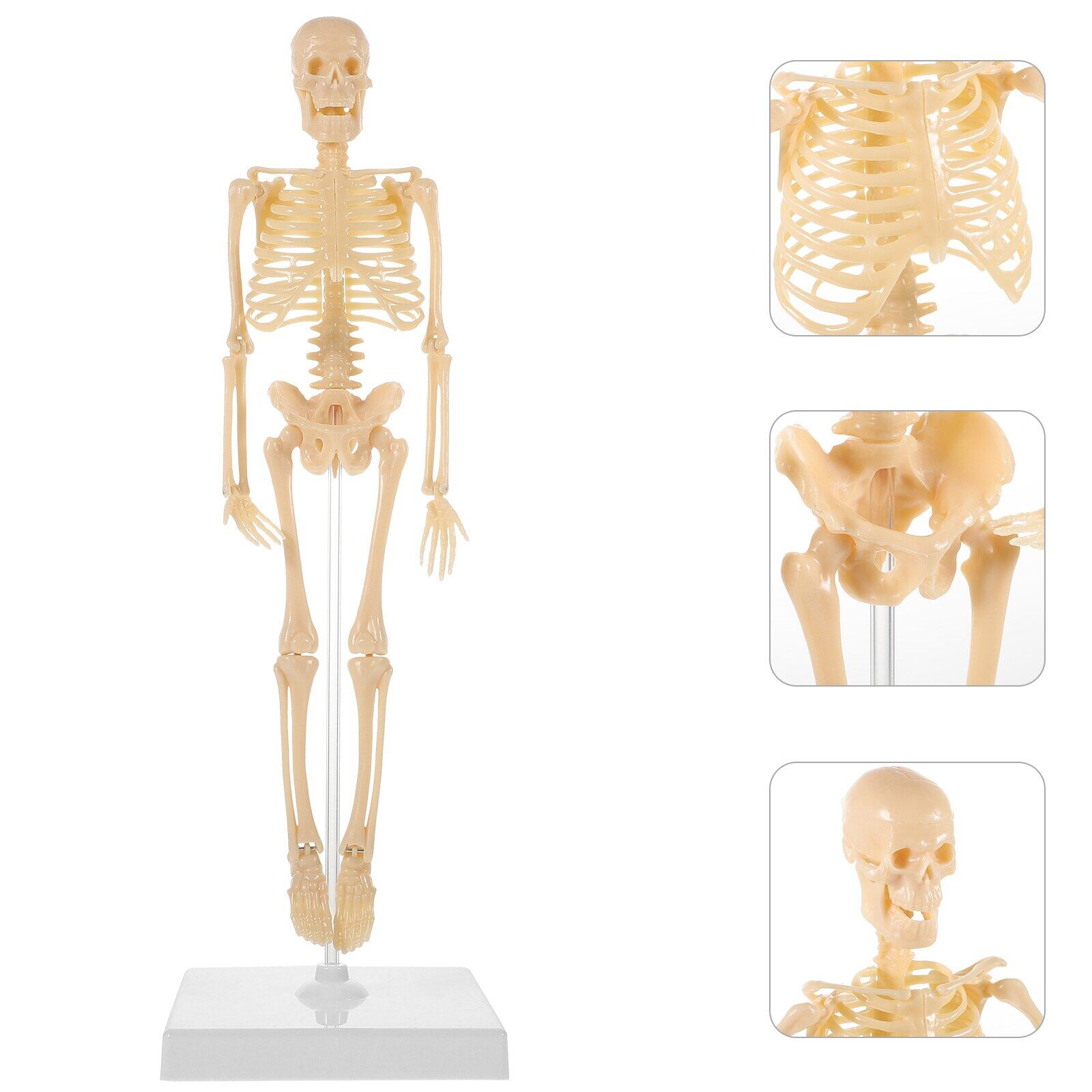 Toys For Kids Human Model Human Anatomical Anatomy Model With Stand