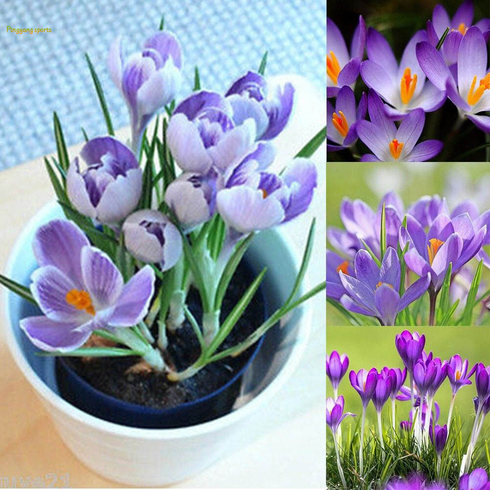 Ti-m 100 Hạt Nghệ Tây, Hạt Giống Hoa, Crocus Trang Trí Cây Vườn Nhà