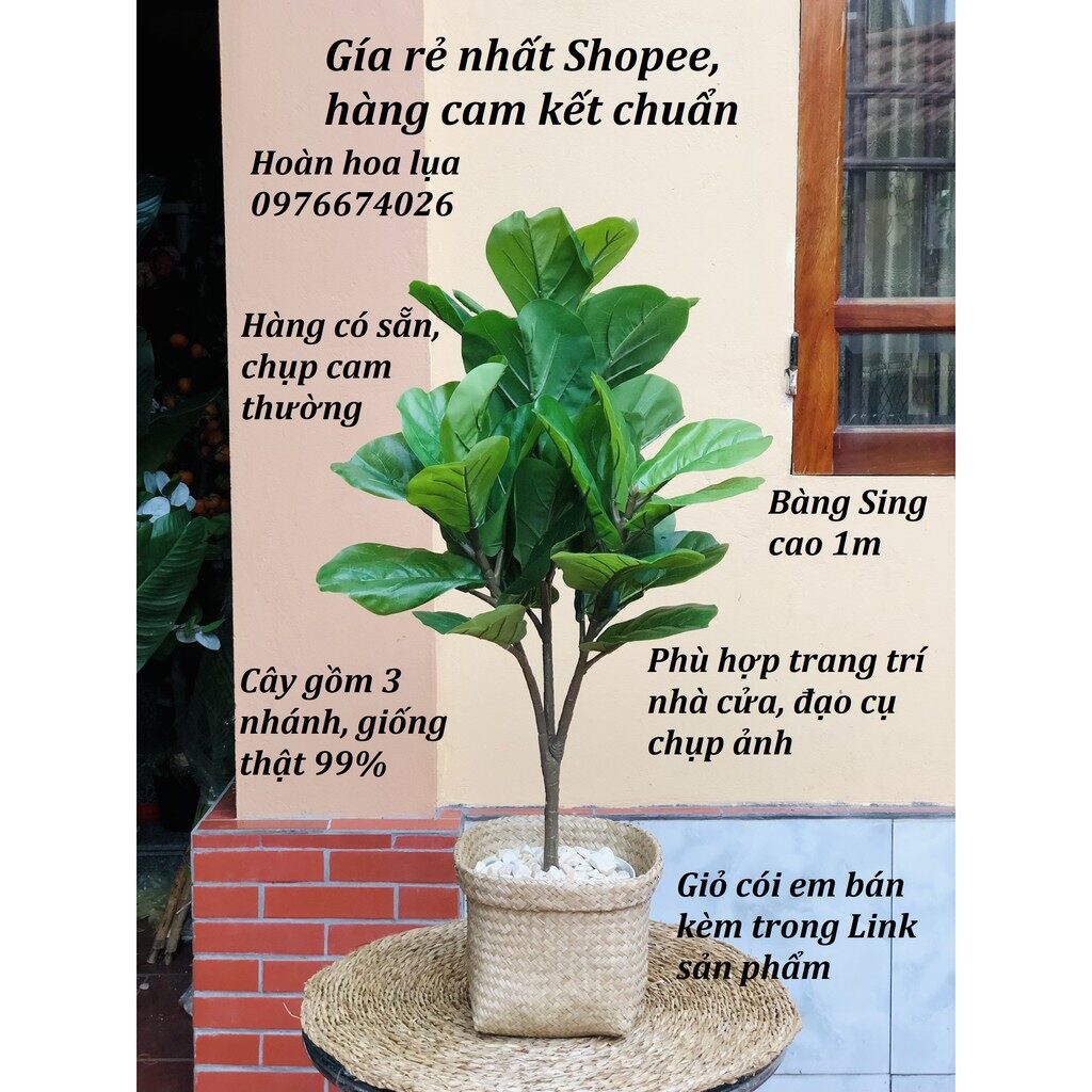 Cây bàng sing cao 1m phù hơp làm đạo cụ chụp ảnh trang trí