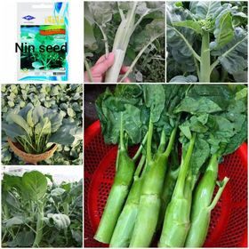 10gr - hạt giống cải ngồng làn thái lan >2000h