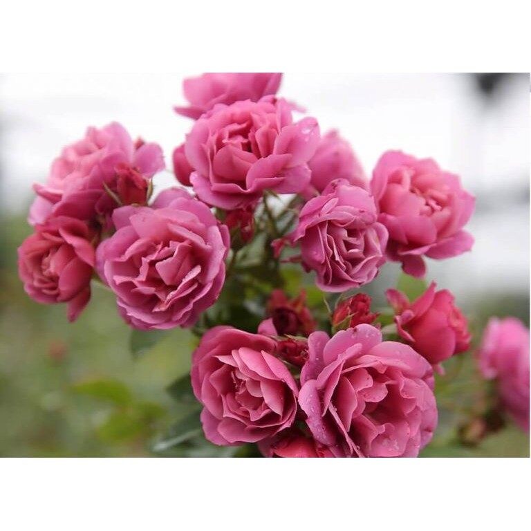 10 hạt giống đủ 7 màu hoa hồng hồng ngoại aoi rose nhật bản – phương pháp trồng và chăm sóc