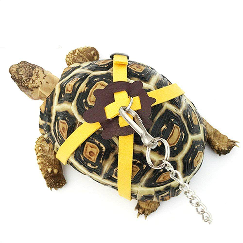 turtle harness and leash