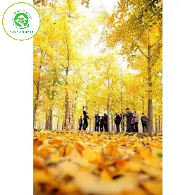 Cây ngân hạnh giống - cây bạch quả giống 15cm lá chuyển vàng tháng 9-12 .