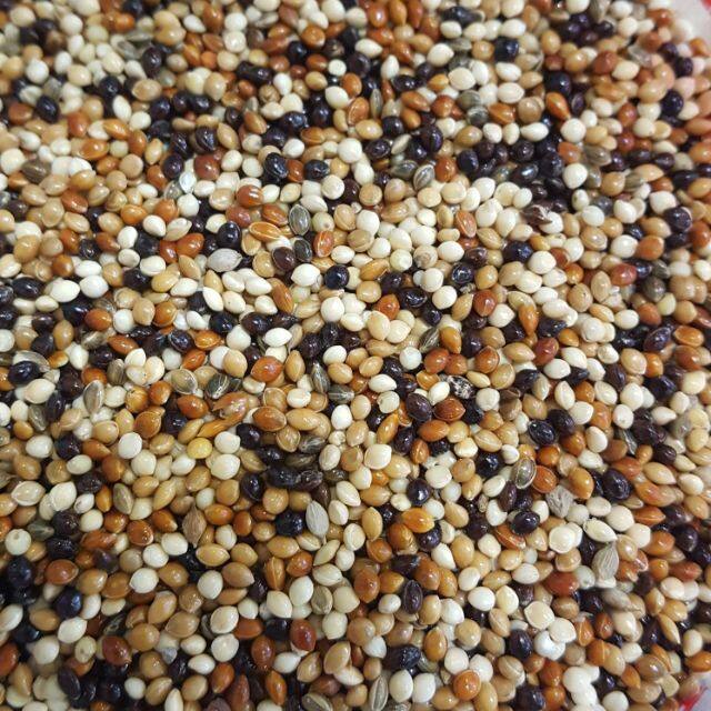 Hạt kê mix 4 màu 1kg - thức ăn cho hamster, chim...