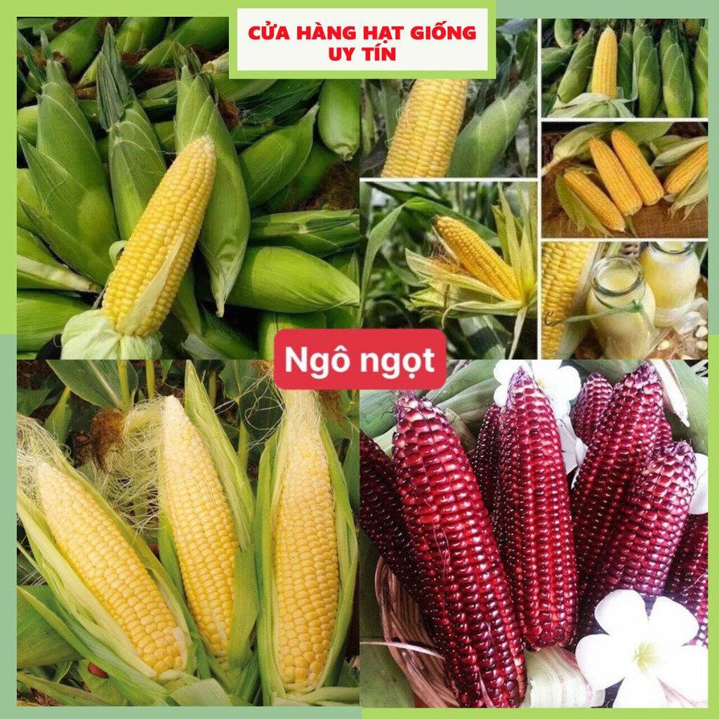 Hạt giống bắp mỹ F1 loại ngọt siêu dễ trồng