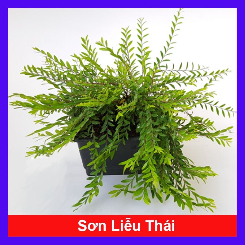 Cây Sơn Liễu Thái - cây cảnh sân vườn