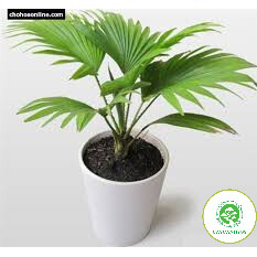 Cây cọ nhật - cây phong thủy để bàn mang lại tài lộc phú quý