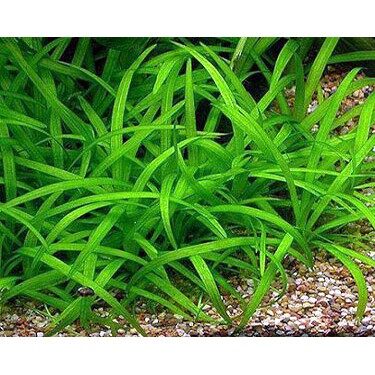Cỏ thìa tiểu thuỷ sinh