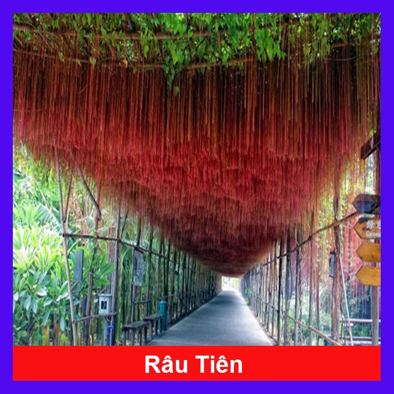 Cây Liêm Hồ Đằng - cây râu hoàng đế, râu tiên