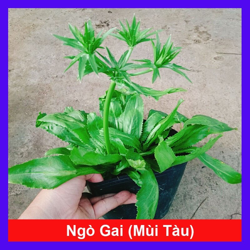 Chậu cây rau ngò gai 100% rau sạch nhà vườn