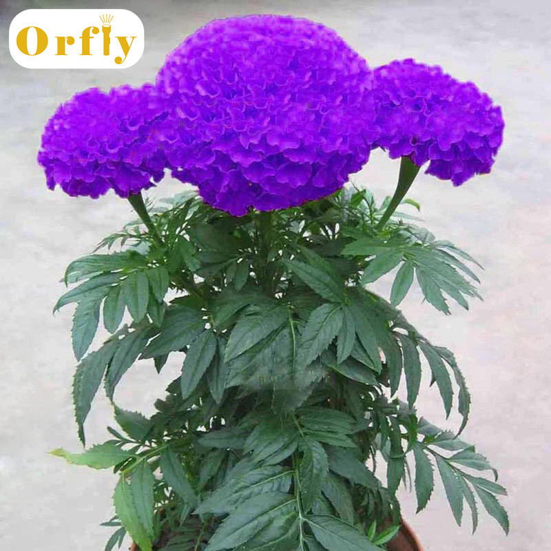 100 hạt giống cúc vạn thọ màu xanh tím cho vườn cây cảnh, hạt giống thảo mộc trồng trong chậu trang trí nhà và văn phòng - INTL