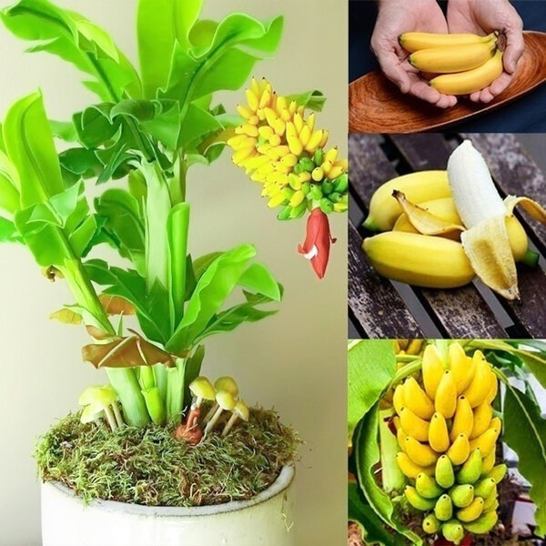 Shop Banana Bonsai Tree Cheap  Fast & Easy | Lazada Philippines