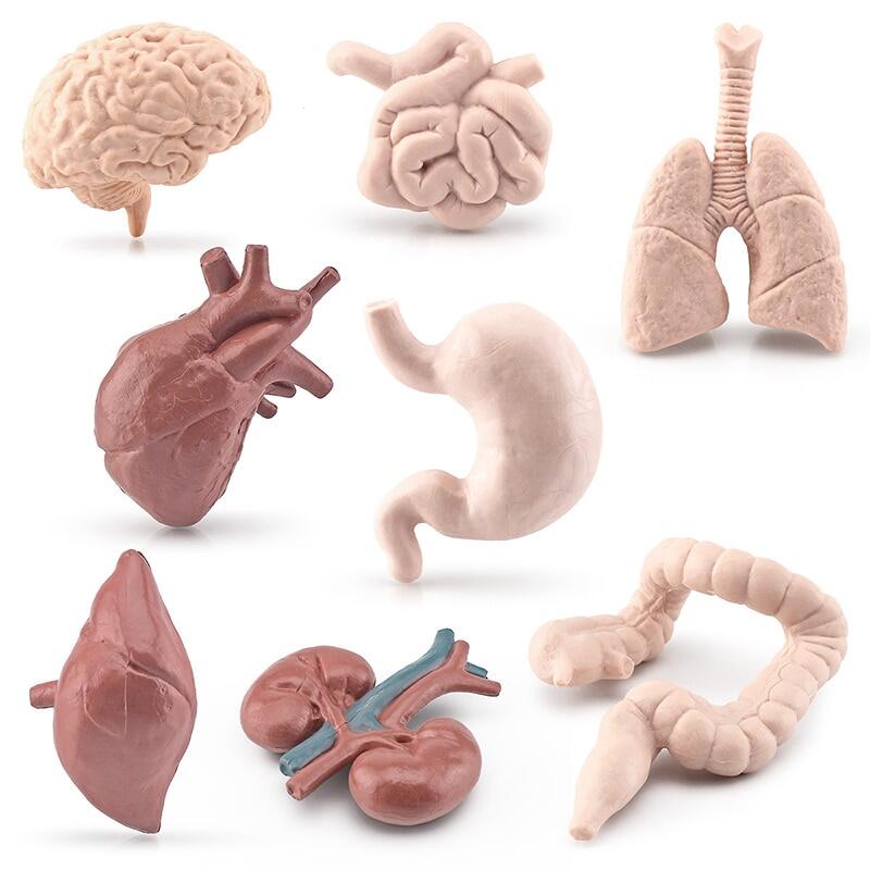 Human Torso Body Organ Miniature Anatomy Organs Model Montessori Toy Kids