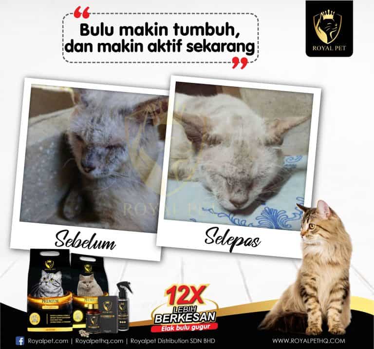 Cara Hilangkan Bulu Kucing Gugur / Gunakan shampoo penghilang kutu alami.