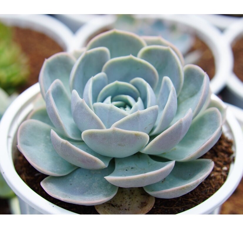 Sen đá lô la tím 10cm - hư 1 đổi 1