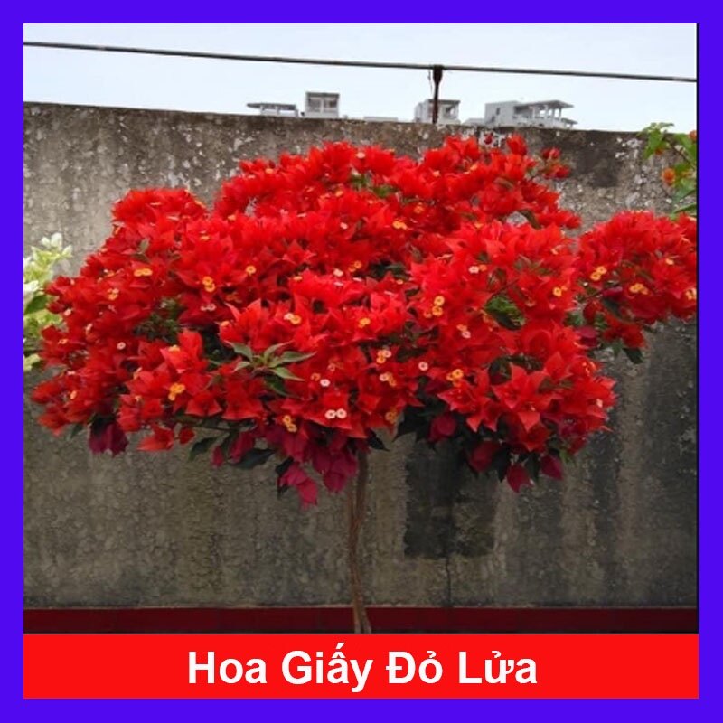 Cây hoa giấy đỏ lửa - cây cảnh để bàn