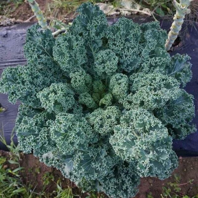 [ Seeds_ HG Mỹ] 400 Hạt Giống Kale Mỹ Xoăn Xanh_ Nảy mầm 99%