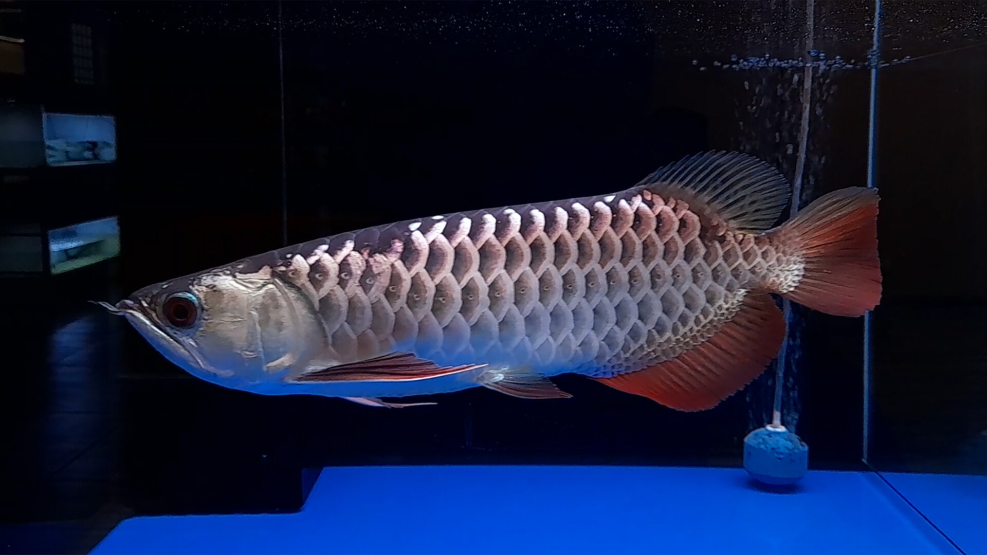 ikan arowana high back