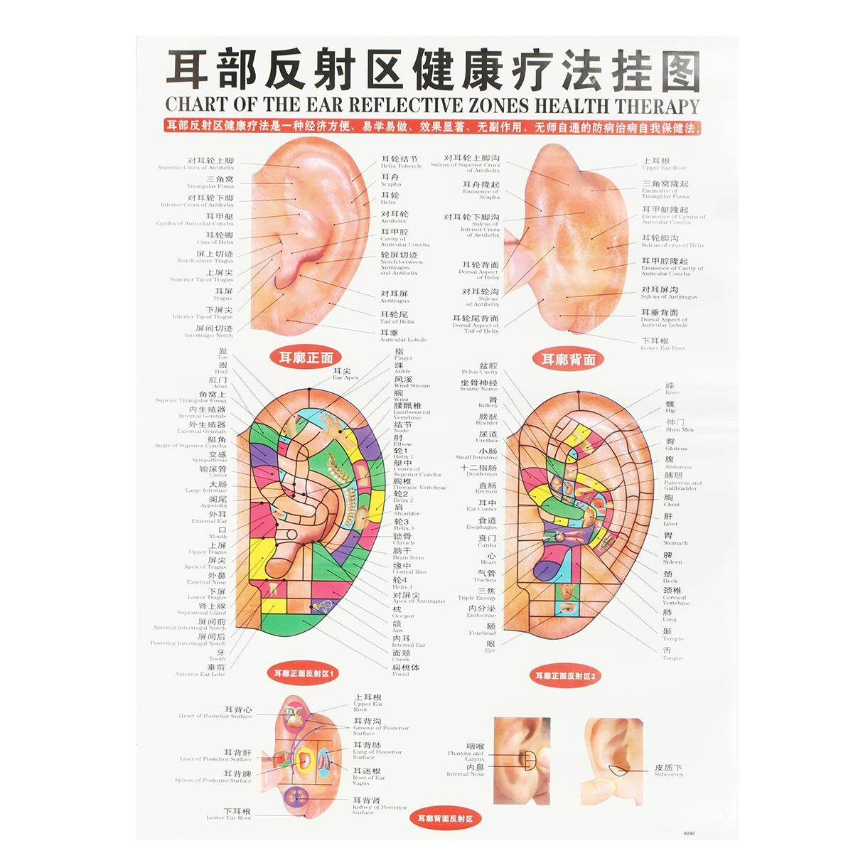 Shop Generic 7pcs English Acupuncture Meridian Acupressure Points