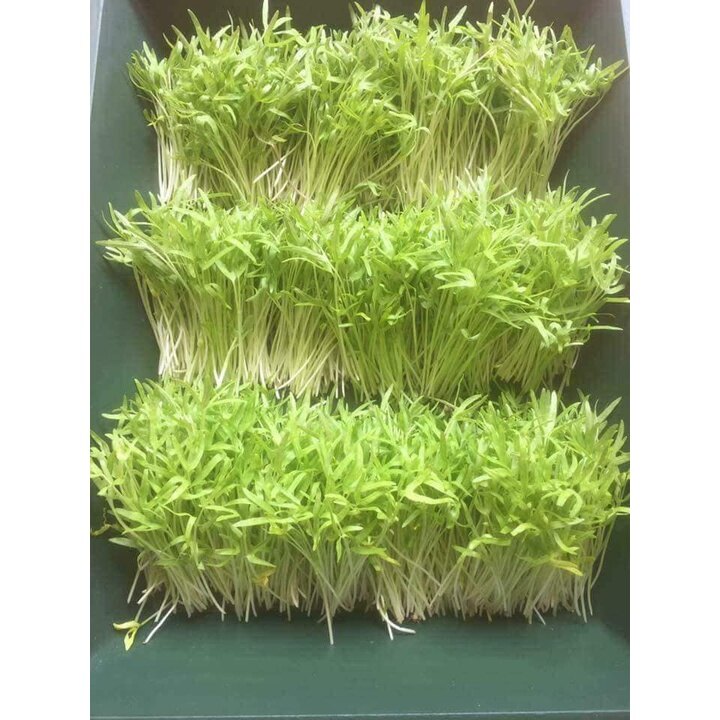 1 kg hạt giống rau muốn mầm