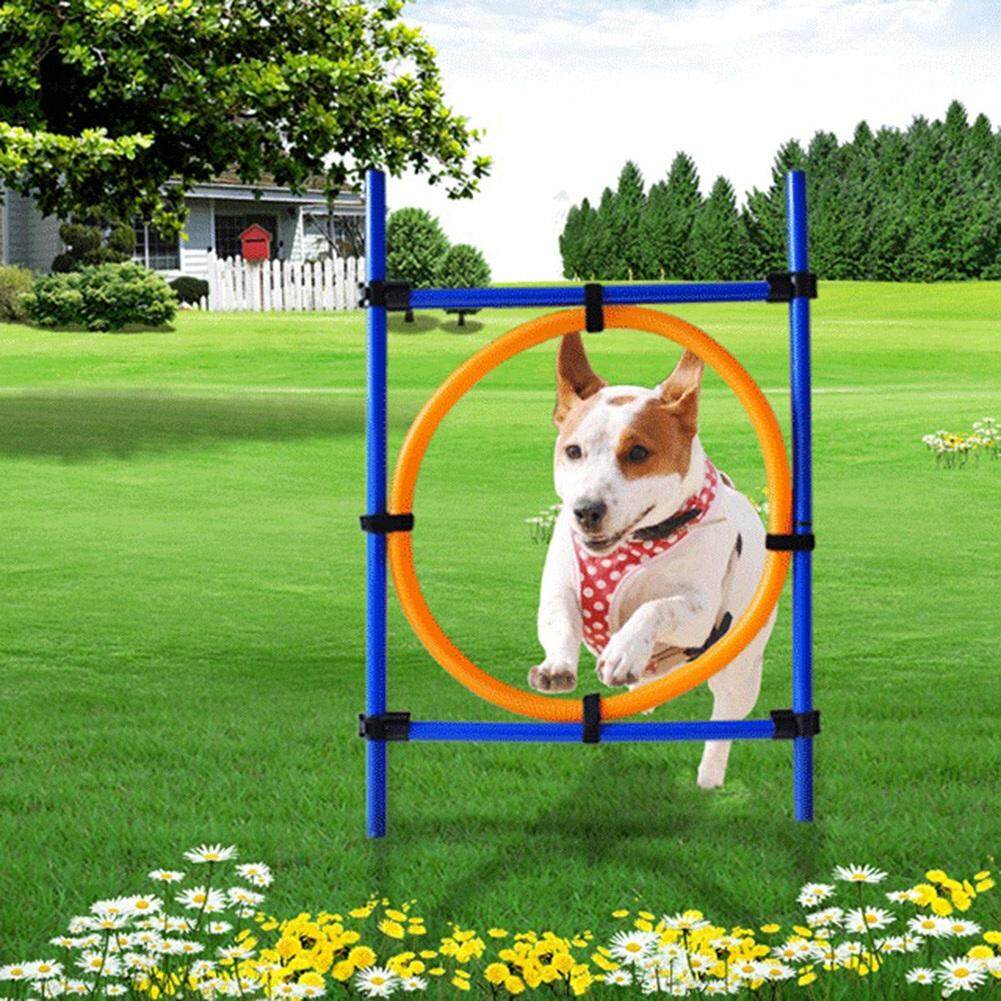 Outdoor Agility Toys For Dogs Wow Blog