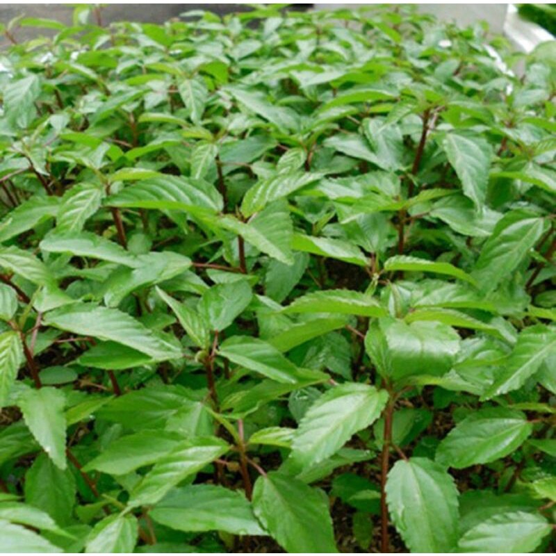 Hạt giống rau đay đỏ hn-13 gói 10g