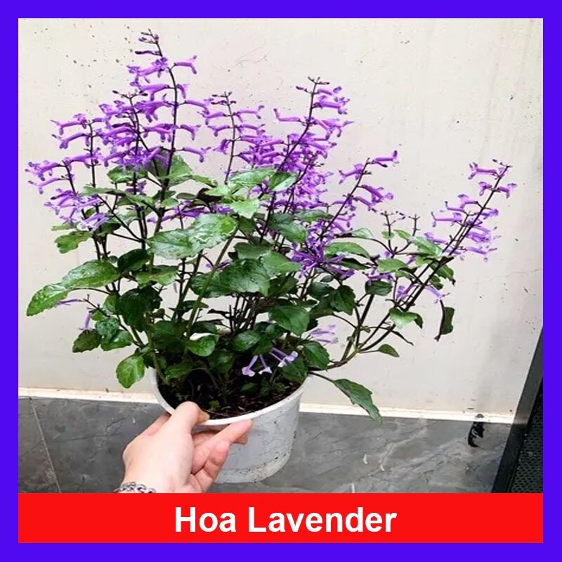 Hoa Lavender - Hoa Oải Hương - cây cảnh để bàn