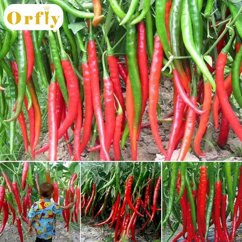 Orfly 10 Cái/bộ Hạt Tiêu Gia Vị Khổng Lồ Hiếm Hạt Giống Rau Củ Nhà Vườn Ớt Cay Đỏ