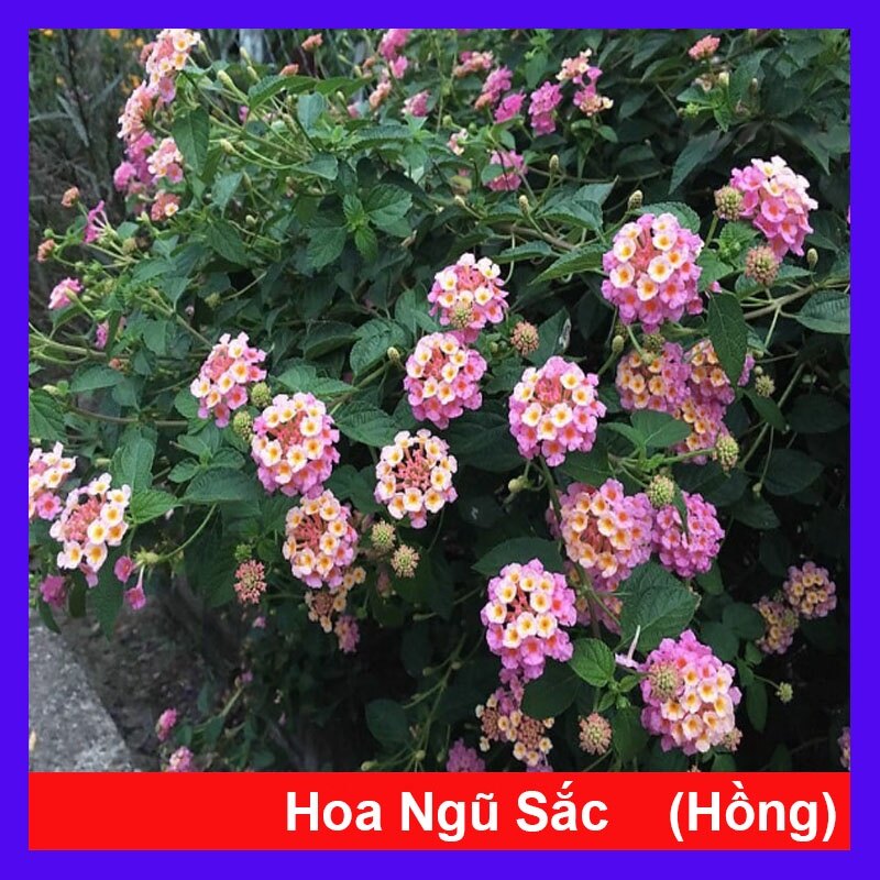 Hoa ngũ sắc - hoa trâm ổi hồng