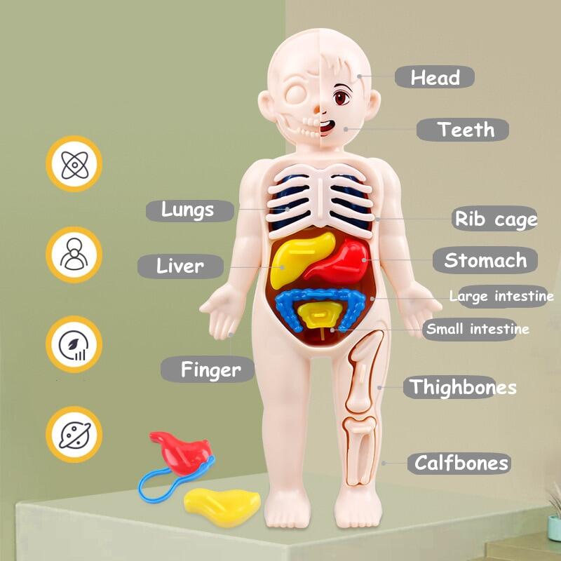 3D Montessori Puzzle Mannequin Human Anatomy Model Children s Learning