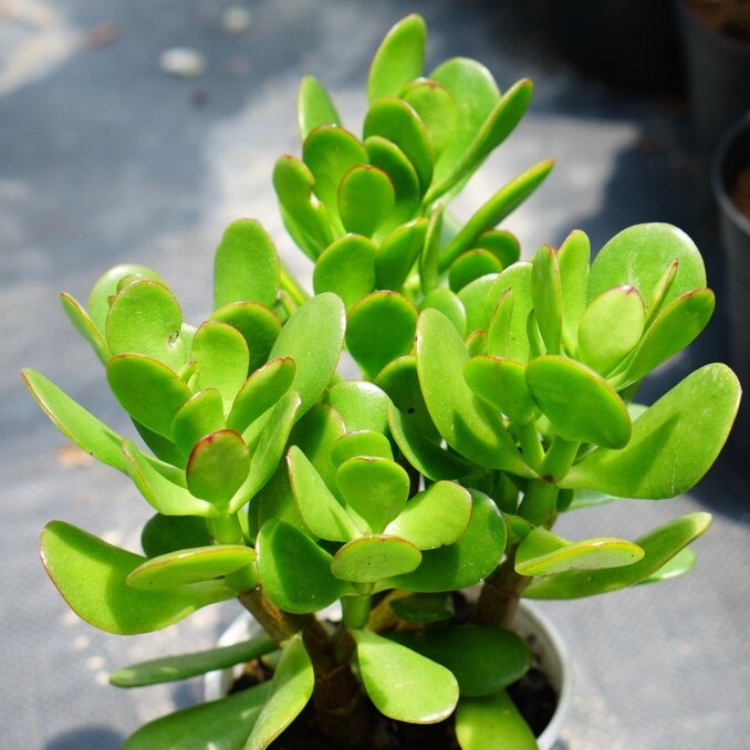 SEN ĐÁ THẠCH BÍCH 12CM - LỖI 1 ĐỔI 1