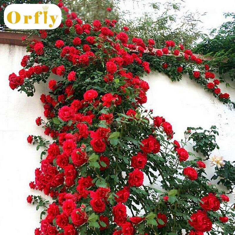 Orfly 100 Cái/bộ Leo Núi Hạt Giống Hoa Hồng Lâu Năm Thơm Khu Vườn Nhà Vật Có MULTIFLORA Hạt Giống Hoa