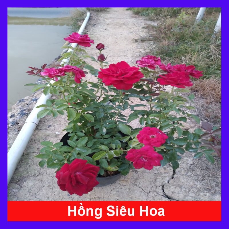 Hoa Hồng Tỉ Muội - cây cảnh để bàn