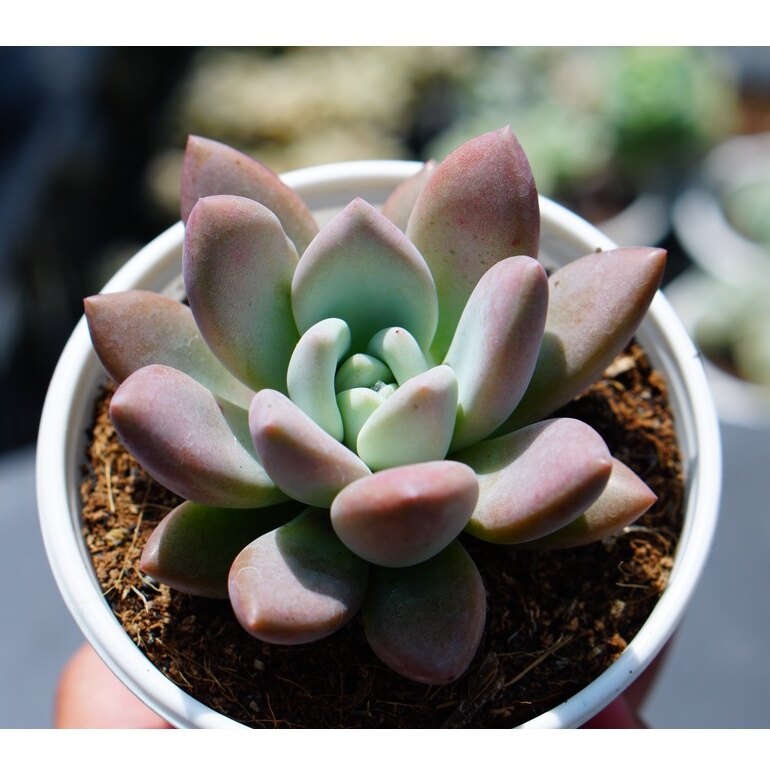 Sen đá sỏi hồng lá dài chậu trung 7-8cm