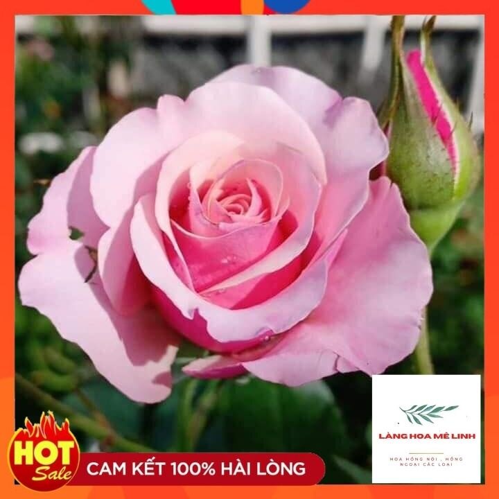 Combo 3 cây hoa hồng ngoại bất kỳ[🌷CÂY ĐẸP - GIÁ TIẾT KIỆM - TIỆN LỢI🌷] - cây giao đã có nụ, và hoa, cây phát triển tốt.