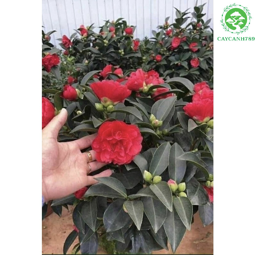 Cây giống trà my tứ quý kép cao 20-30 cm .