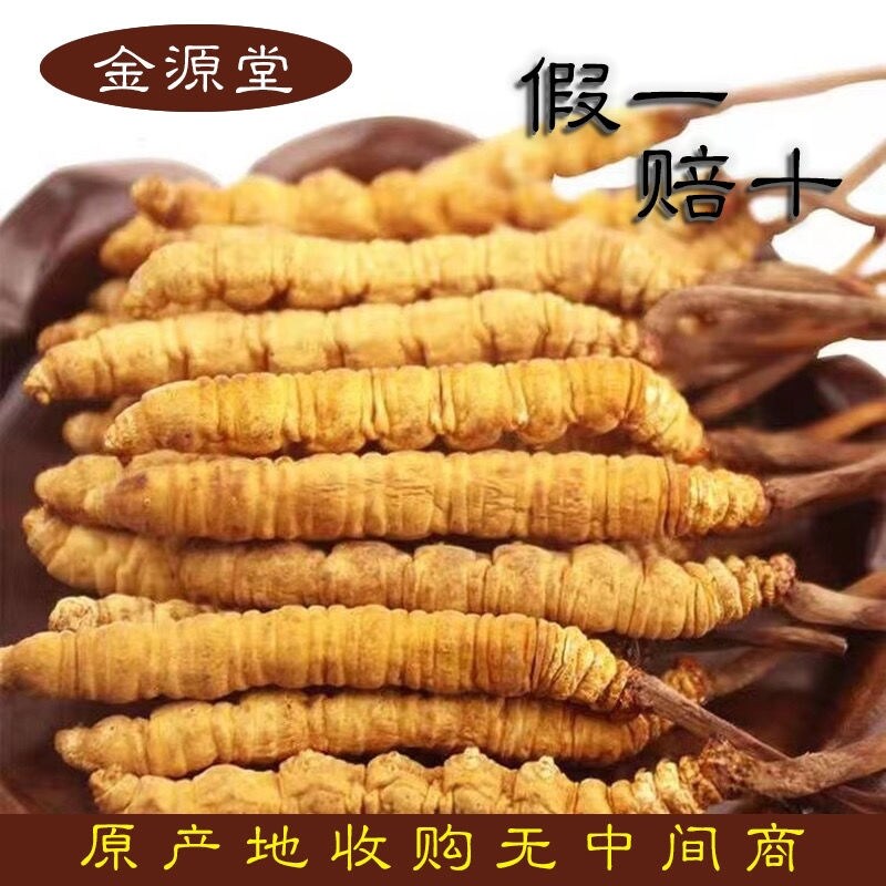 Đông trùng hạ thảo nguyên con tự nhiên hàng khô đông trùng hạ thảo lớn chọn lọc chính hãng đông trùng hạ thảo nagqu phi tây tạng