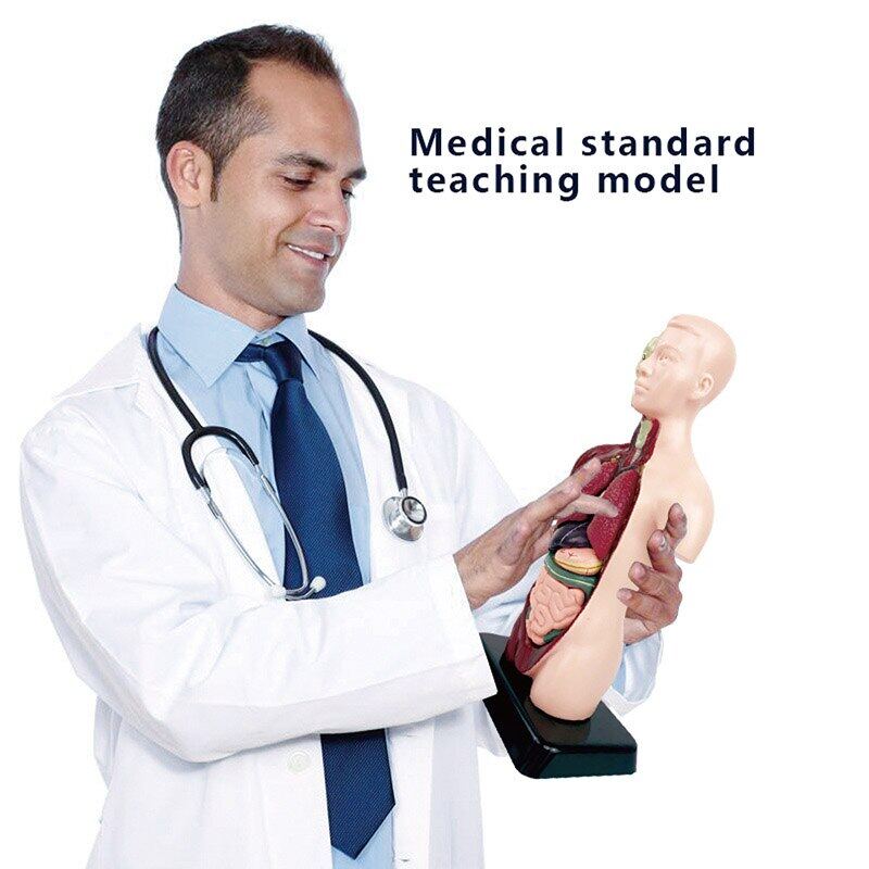 3D con người giải phẫu Organ công cụ hỗ trợ giảng dạy thân mô hình mô