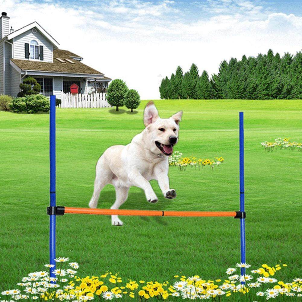 Outdoor Agility Toys For Dogs Wow Blog