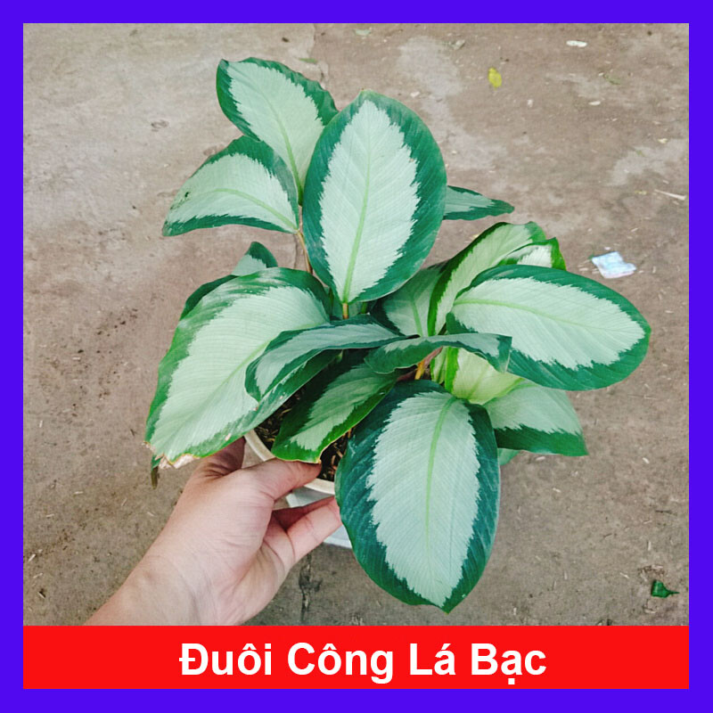 Cây đuôi công trắng - đuôi công lá bạc