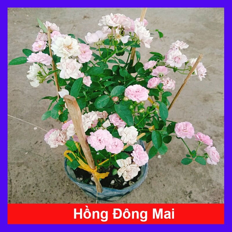 Cây hồng bạch trà - hồng đông mai